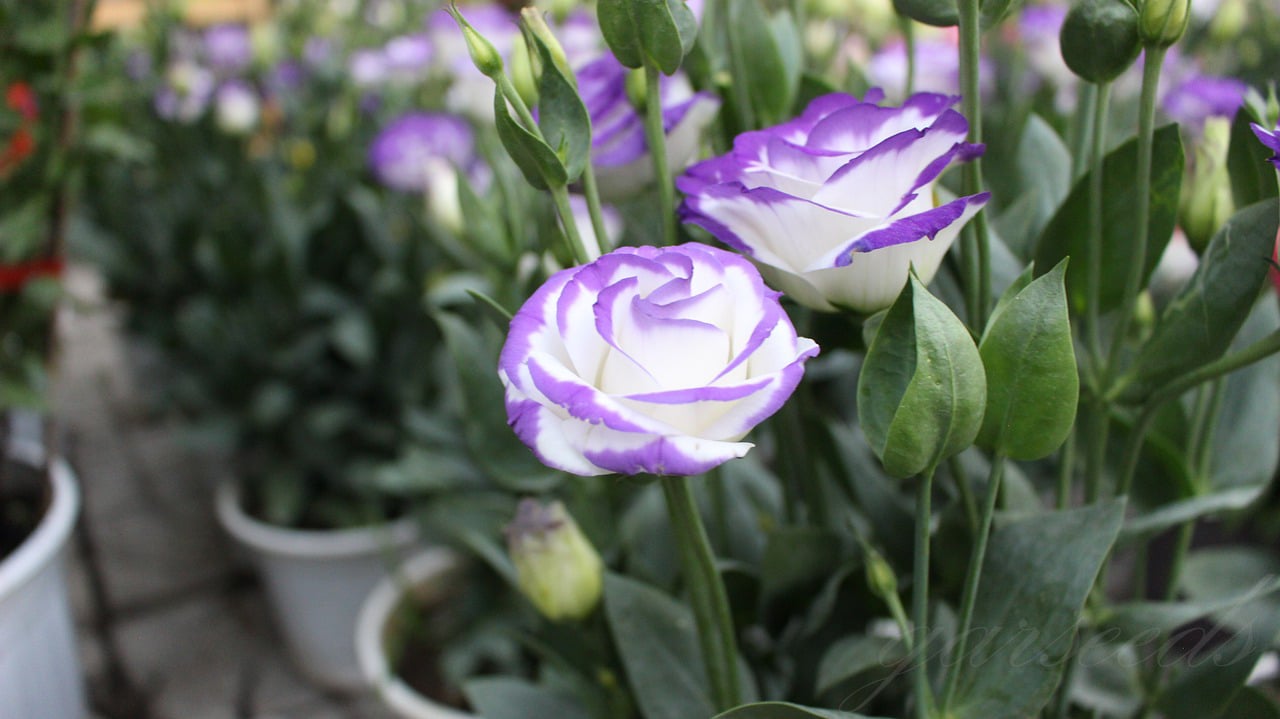 BloomHaven - Elegant Thornless Rose Seeds