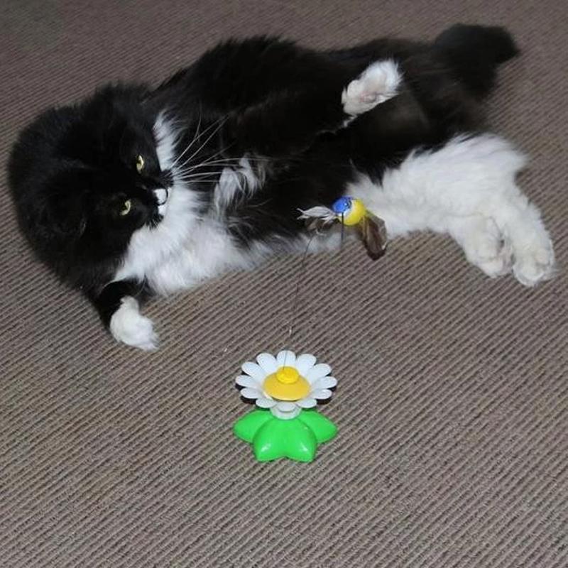 FeatherChase – Interactive Bird Cat Toy