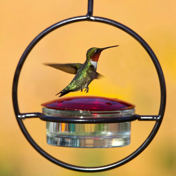 NectarFlow - Slim Hummingbird Feeder