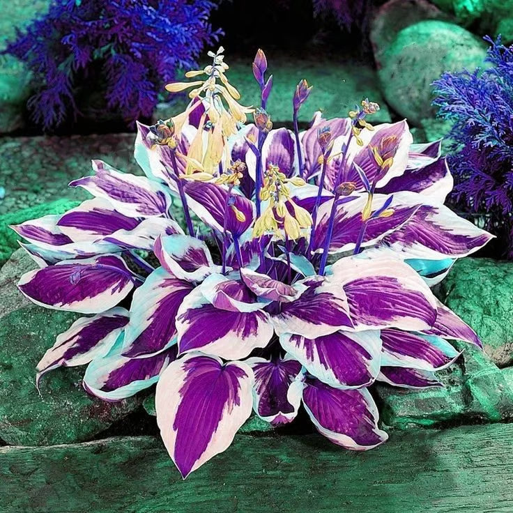 ChicFoliage - Colorful Coleus Seeds for Garden Highlights