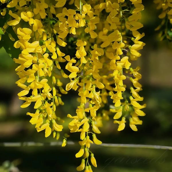 GraceVine – Wisteria’s Endless Floral Elegance