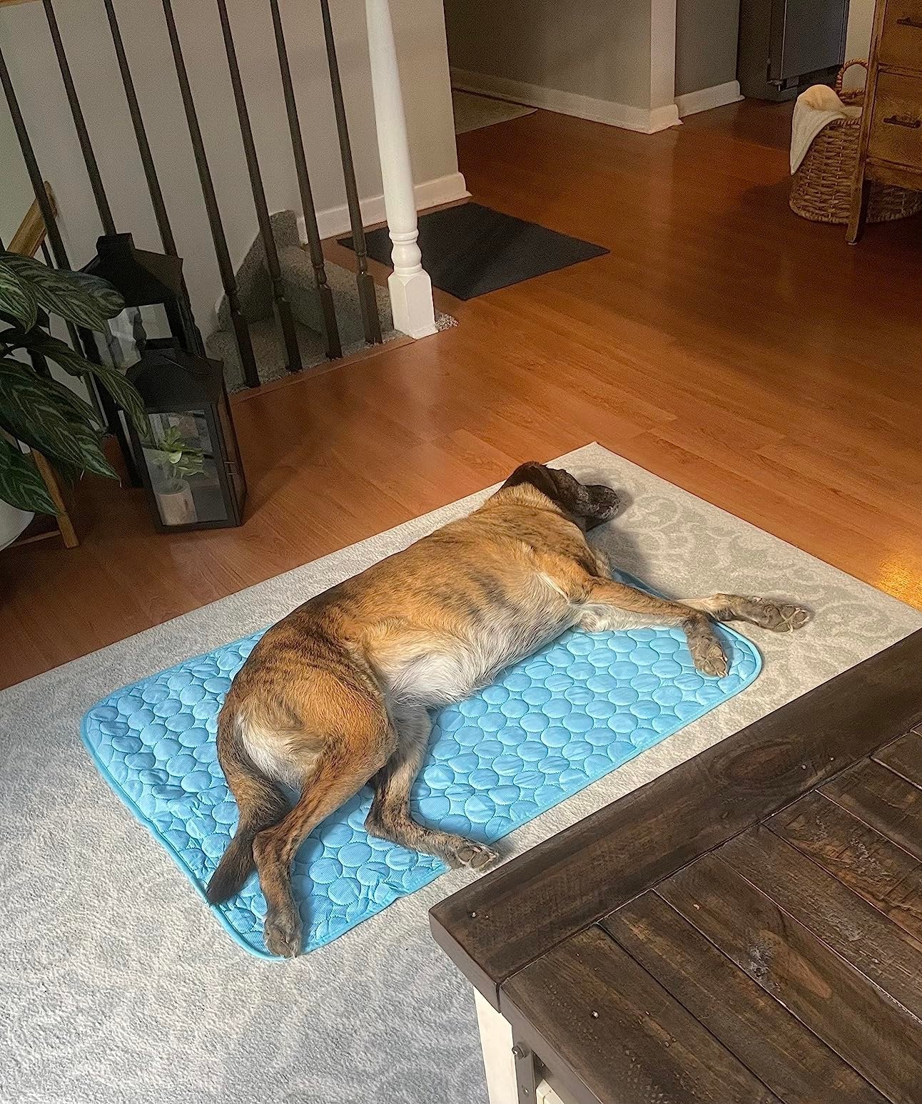 CozyPaws – Plush Washable Dog Sleeping Mat