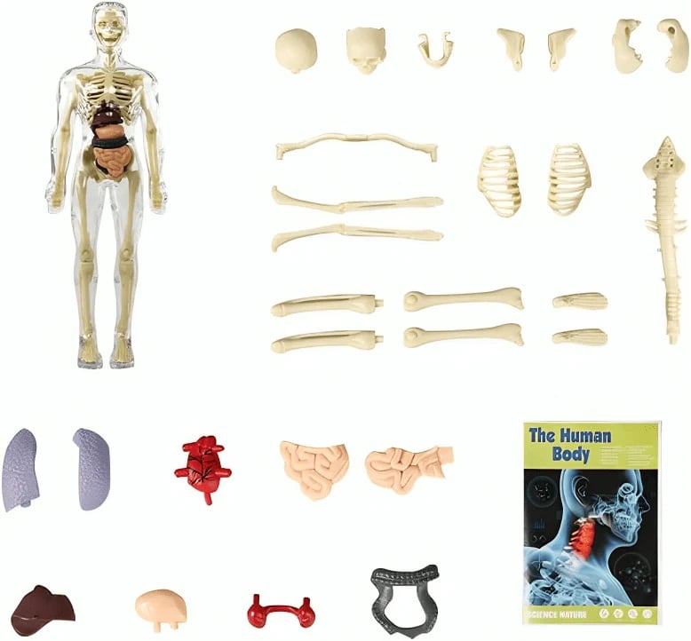 AnatoView – 3D Clear Body Structure Model