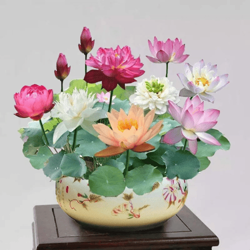 ZenBloom – Sacred Bonsai Lotus Bowl