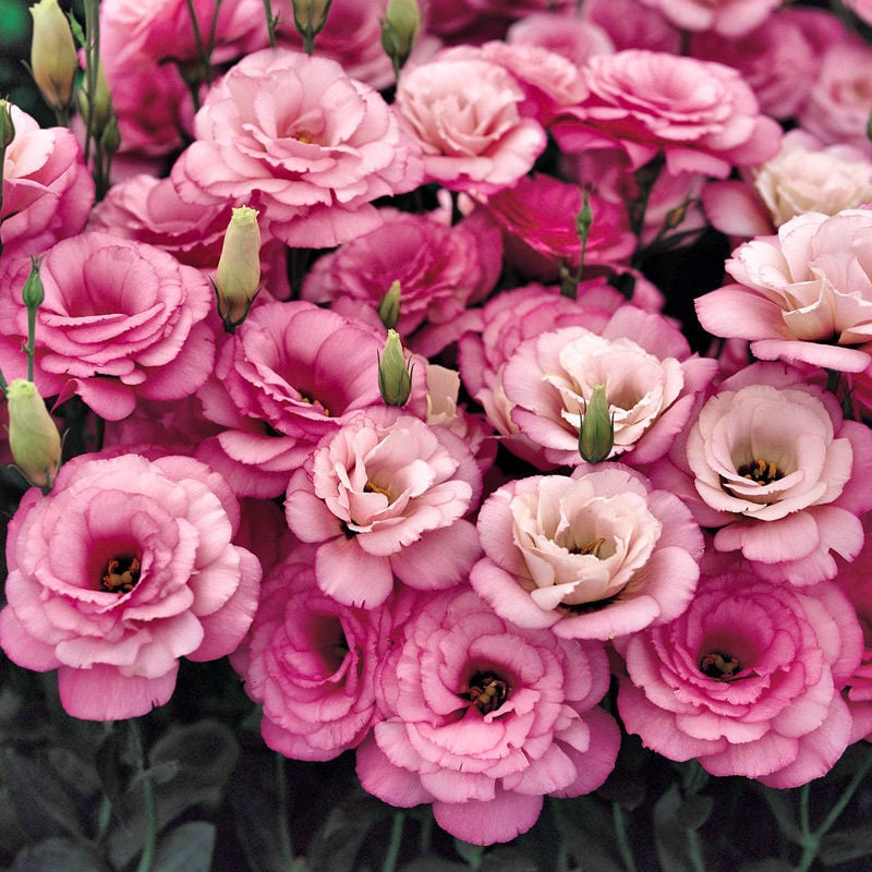 BloomHaven - Elegant Thornless Rose Seeds