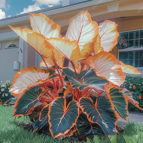 RoyalColeus – Super Giant Multicolor Leaf Seeds
