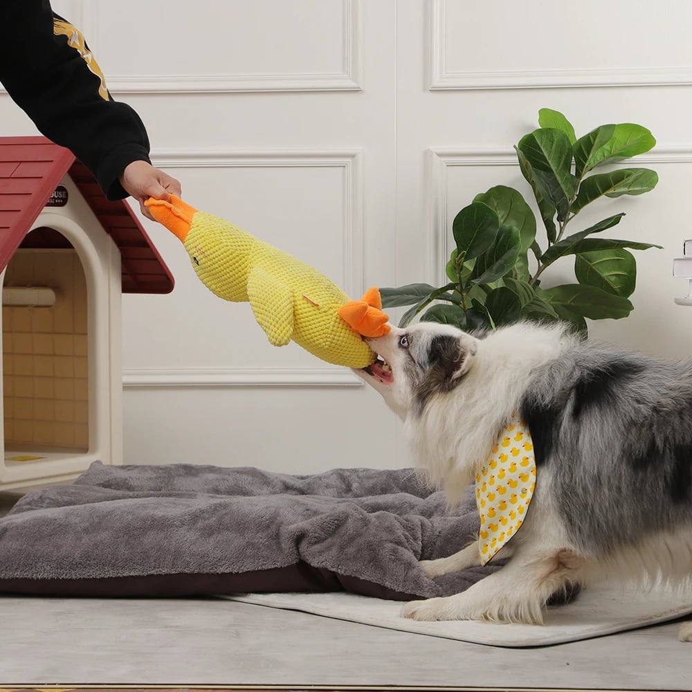 QuackBuddy - Fun Companion for Dogs