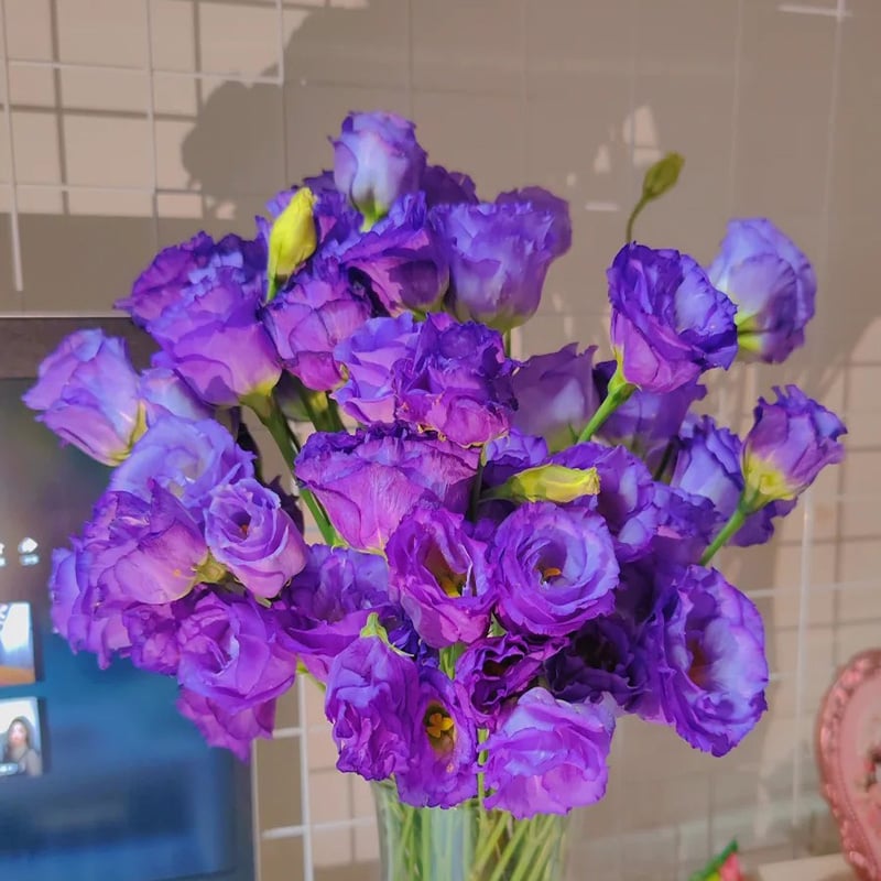 BloomHaven - Elegant Thornless Rose Seeds