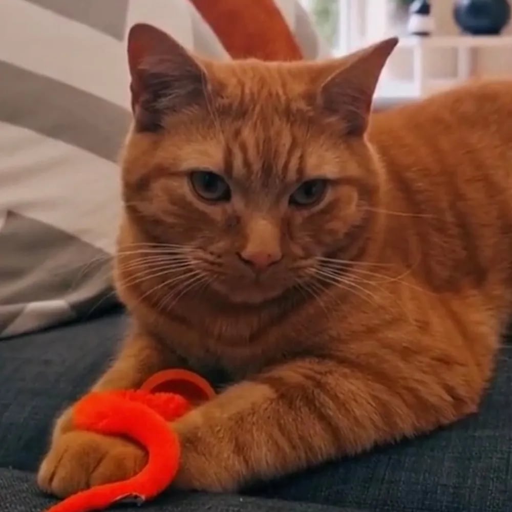 FurrMotion – Smart Rolling Cat Toy