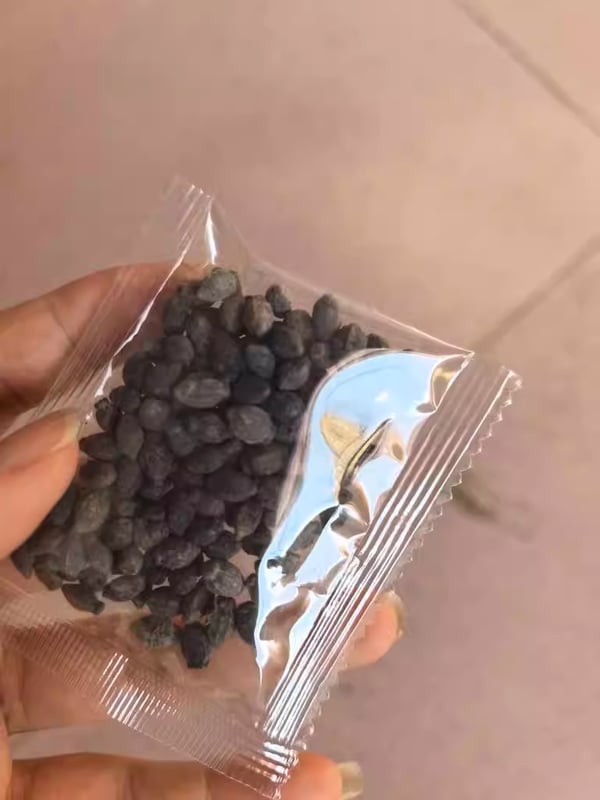 BloomJade – Premium Jasmine Seeds