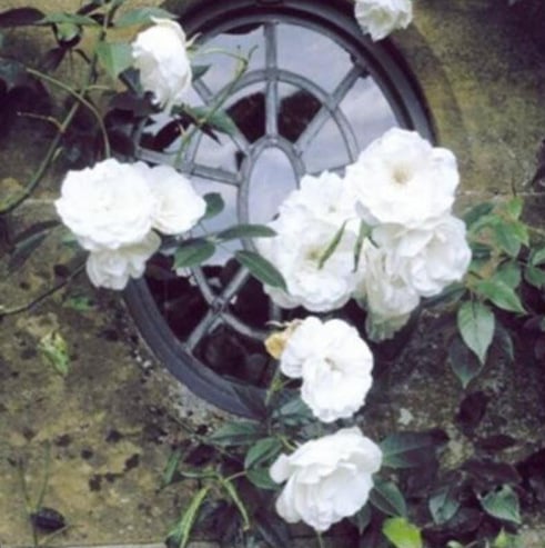 BloomVine – Climbing Rose Flower Seeds