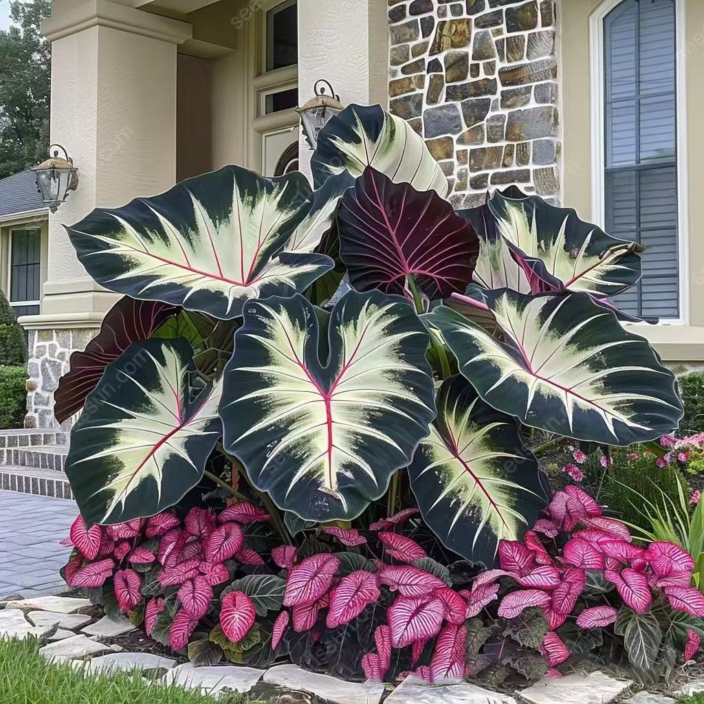 RoyalColeus – Super Giant Multicolor Leaf Seeds