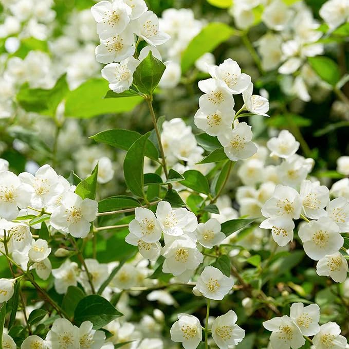 BloomJade – Premium Jasmine Seeds
