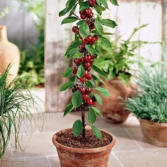 RubyHarvest – Rainier Cherry Fruit Seeds