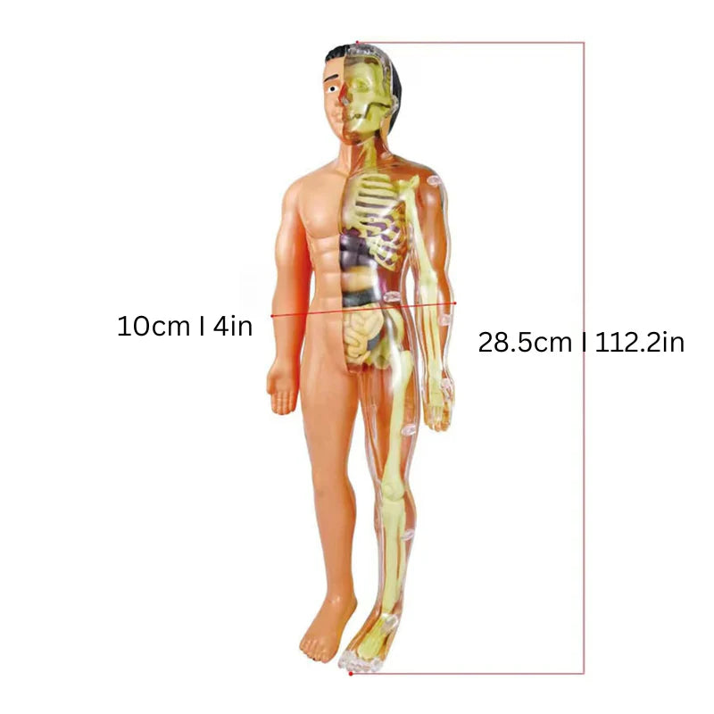 Organix – Hands On Anatomy Adventure