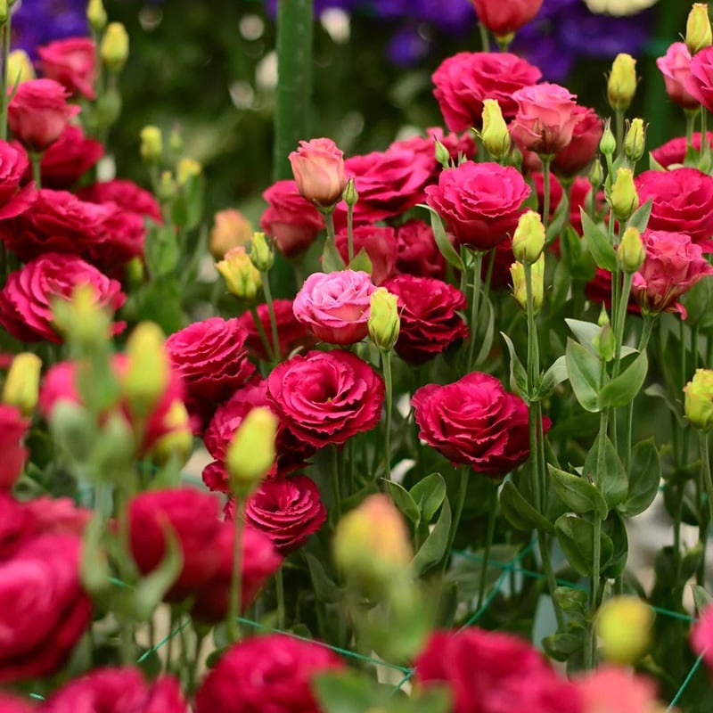 BloomHaven - Elegant Thornless Rose Seeds
