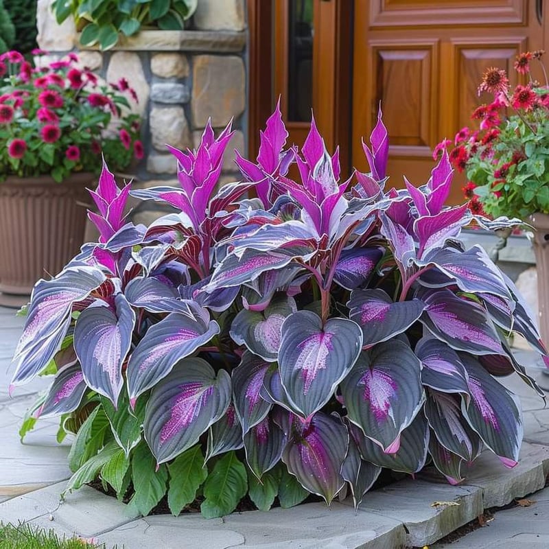 LushLeaf – Premium Hosta Garden Seeds