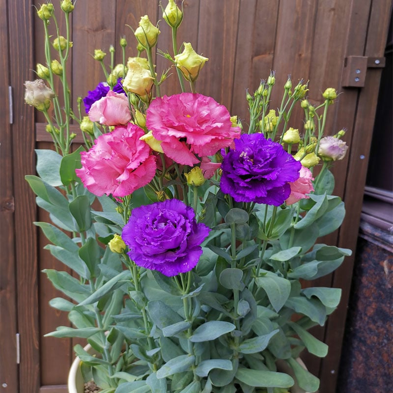 BloomHaven - Elegant Thornless Rose Seeds