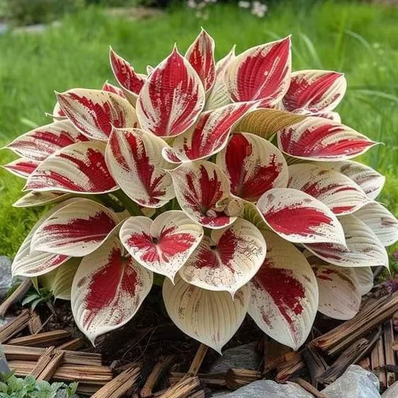 ChicFoliage - Colorful Coleus Seeds for Garden Highlights