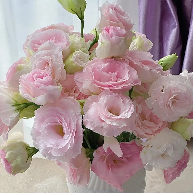 BloomHaven - Elegant Thornless Rose Seeds