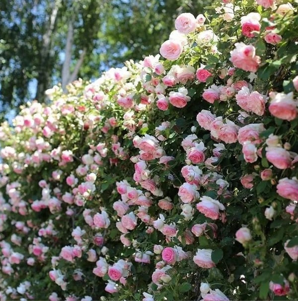BloomVine – Climbing Rose Flower Seeds