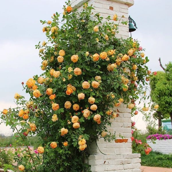 BloomVine – Climbing Rose Flower Seeds