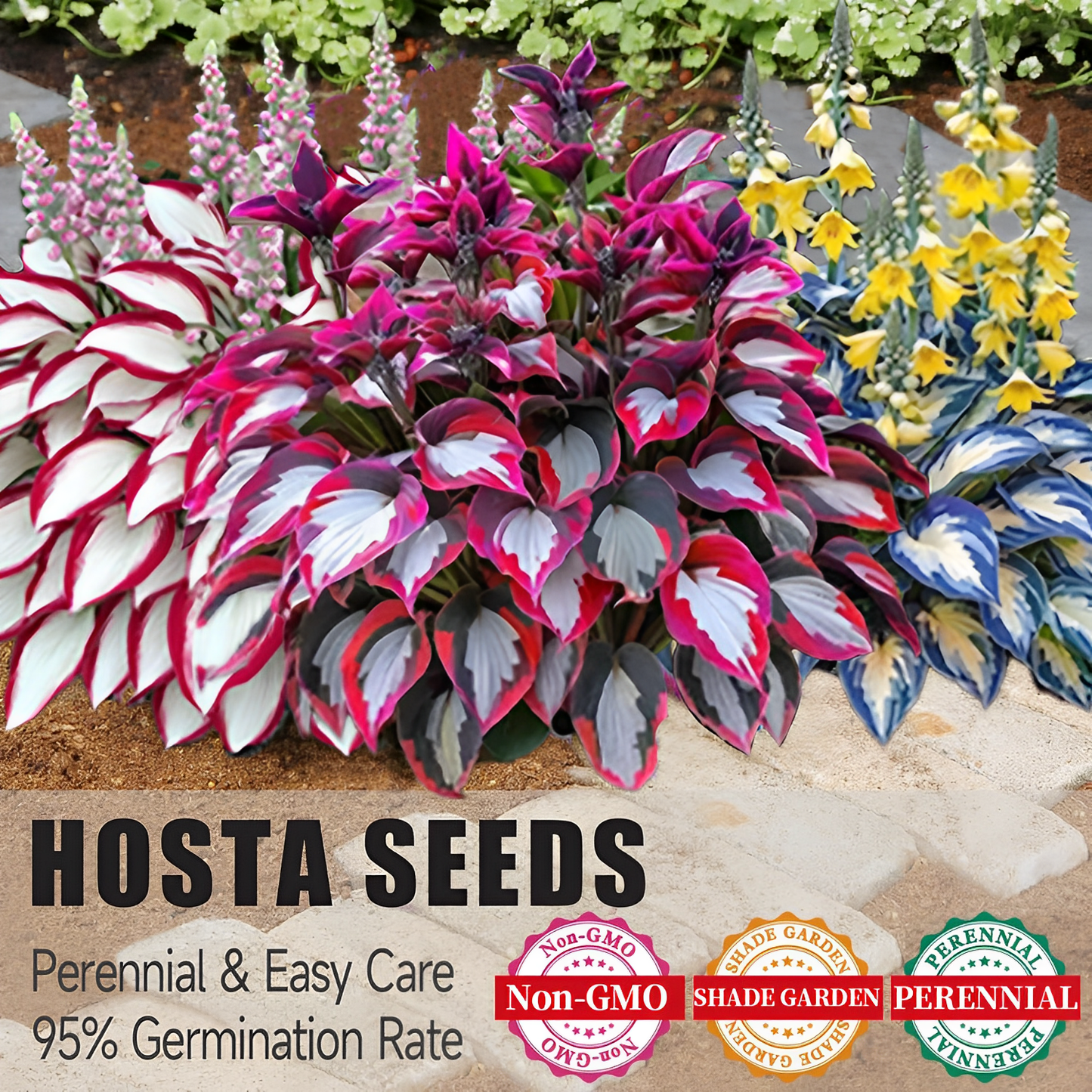 GardenGrace - Lush Hosta Seeds