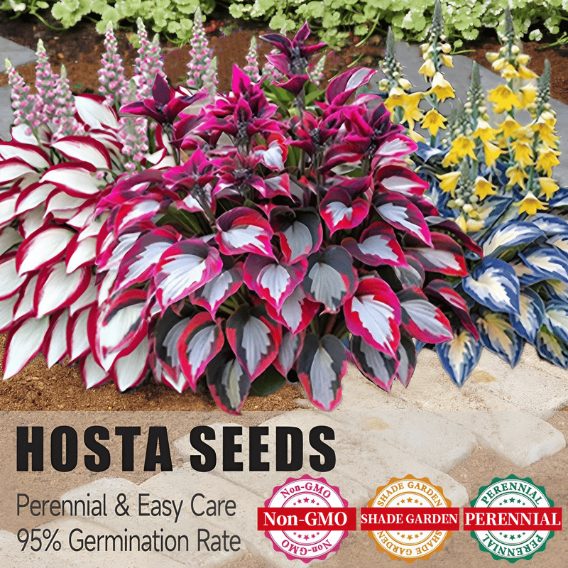 VerdantHaven - Shade-Loving Hosta Seeds