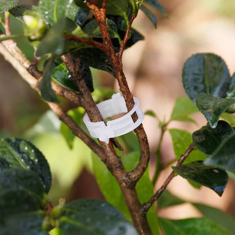StemHold – Reusable Clips for Upright Plants