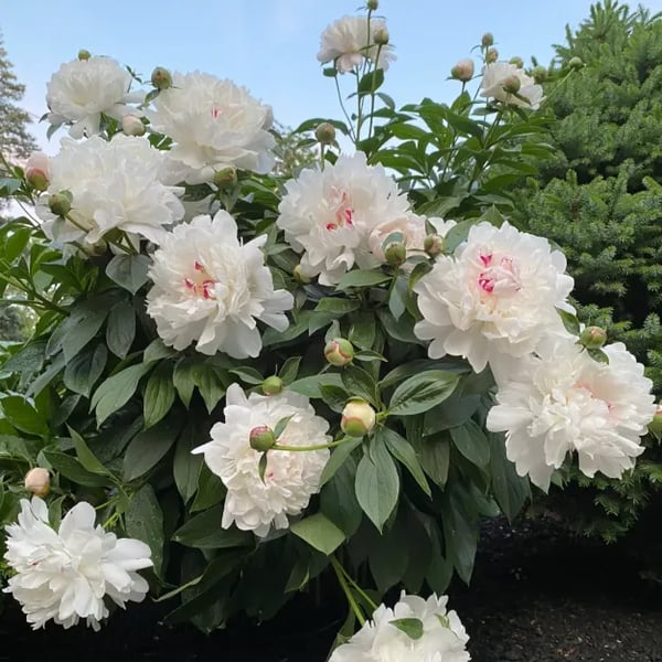 RoyalBloom - Luxurious Peony Flower Seeds | The Queen of Flowers