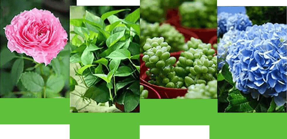 GreenRevive – Advanced Plant Revitalizer