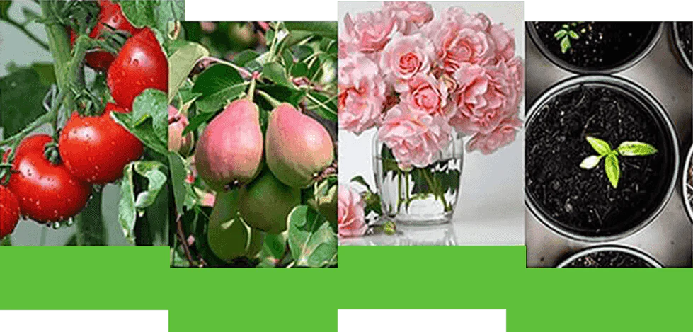 GreenRevive – Advanced Plant Revitalizer