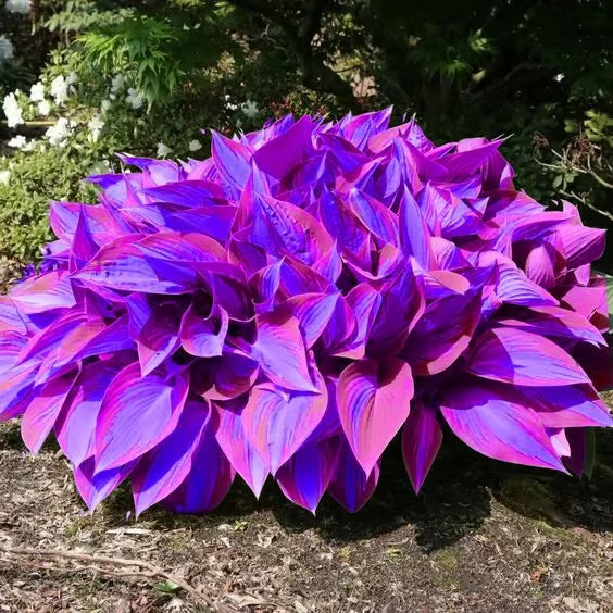 ChicFoliage - Colorful Coleus Seeds for Garden Highlights