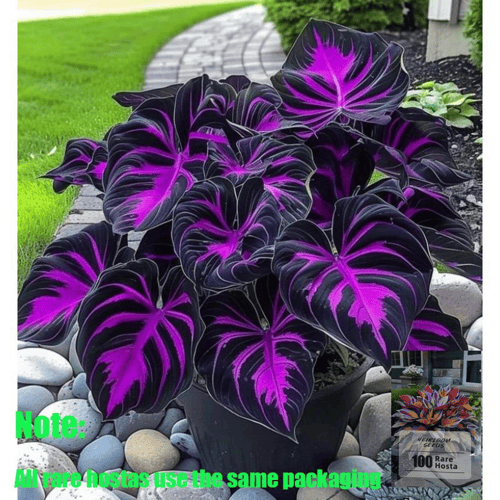 RoyalColeus – Super Giant Multicolor Leaf Seeds