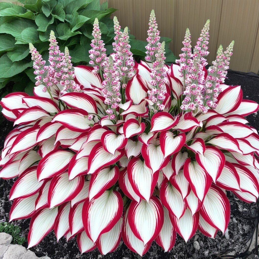 VerdantHaven - Shade-Loving Hosta Seeds