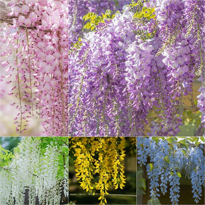 GraceVine – Wisteria’s Endless Floral Elegance