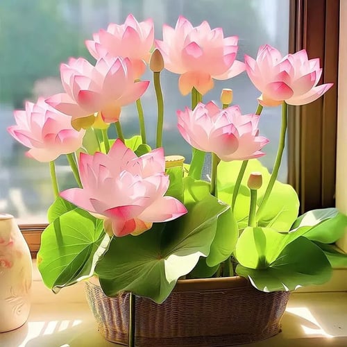 ZenBloom – Sacred Bonsai Lotus Bowl