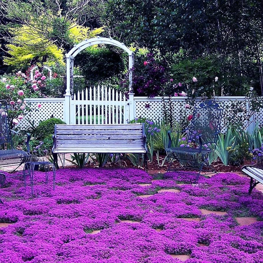 ThymeCreep – Optimal Ground Cover Seeds