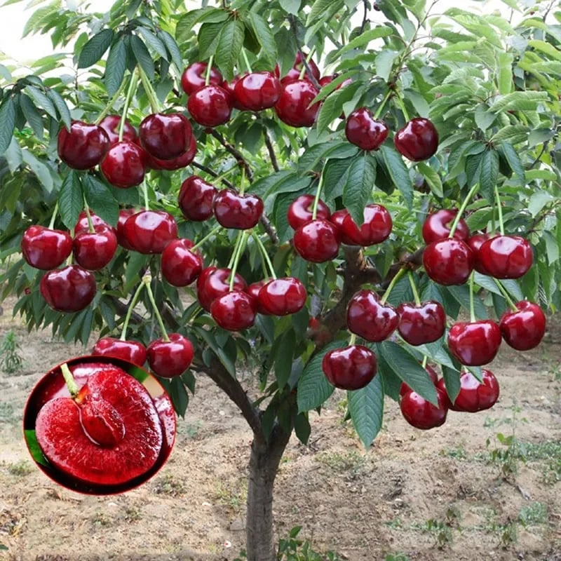 RubyHarvest – Rainier Cherry Fruit Seeds
