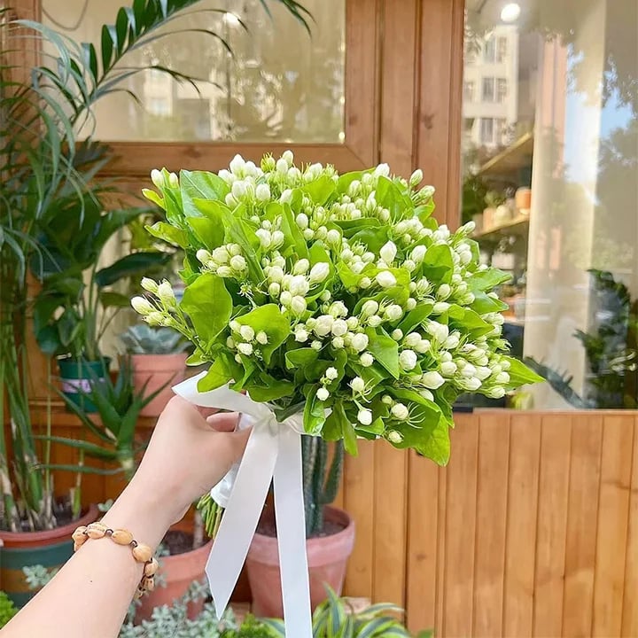 BloomJade – Premium Jasmine Seeds