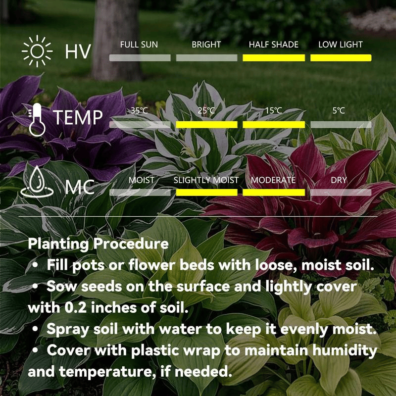 RoyalColeus – Super Giant Multicolor Leaf Seeds