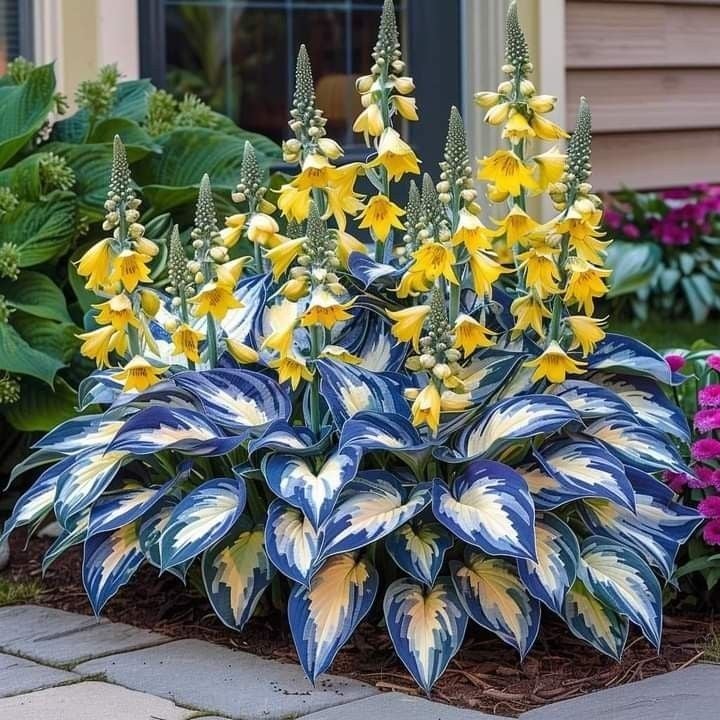 LushLeaf – Premium Hosta Garden Seeds