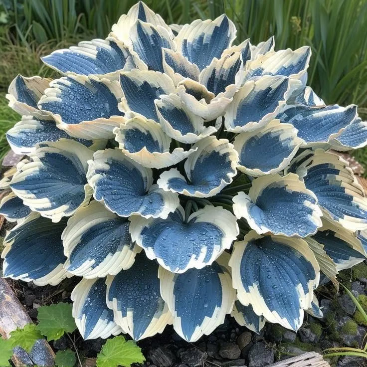 ChicFoliage - Colorful Coleus Seeds for Garden Highlights