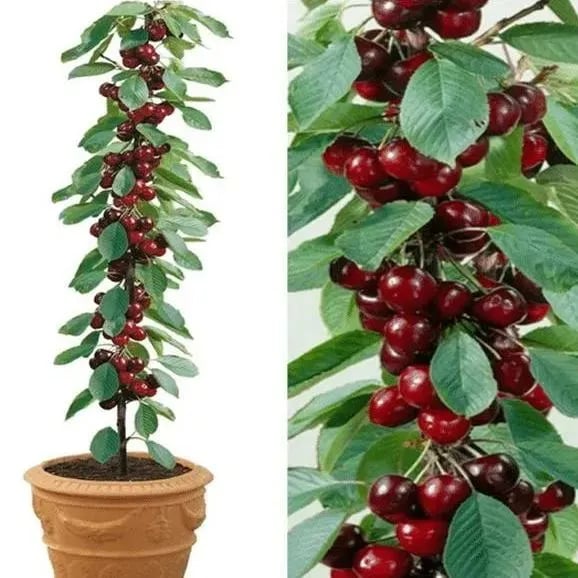 RubyHarvest – Rainier Cherry Fruit Seeds