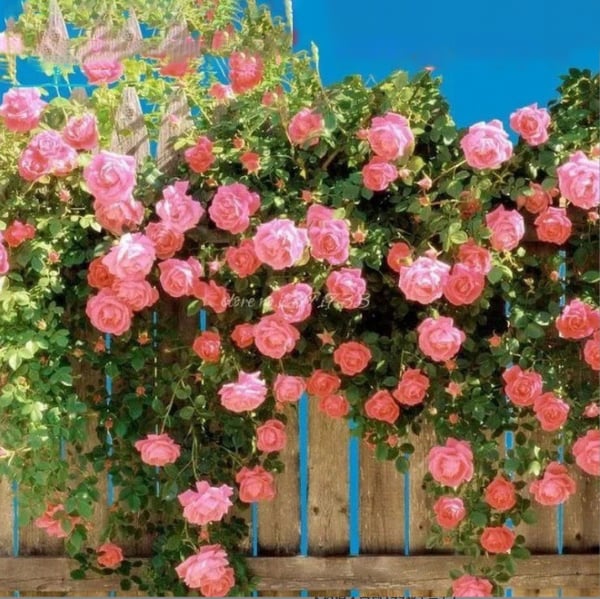 BloomVine – Climbing Rose Flower Seeds