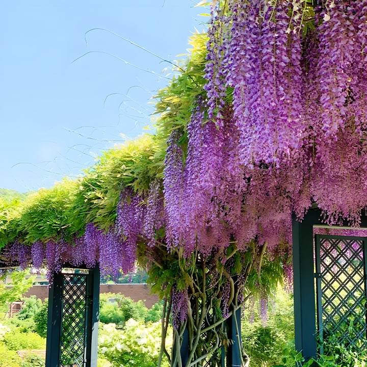GraceVine – Wisteria’s Endless Floral Elegance