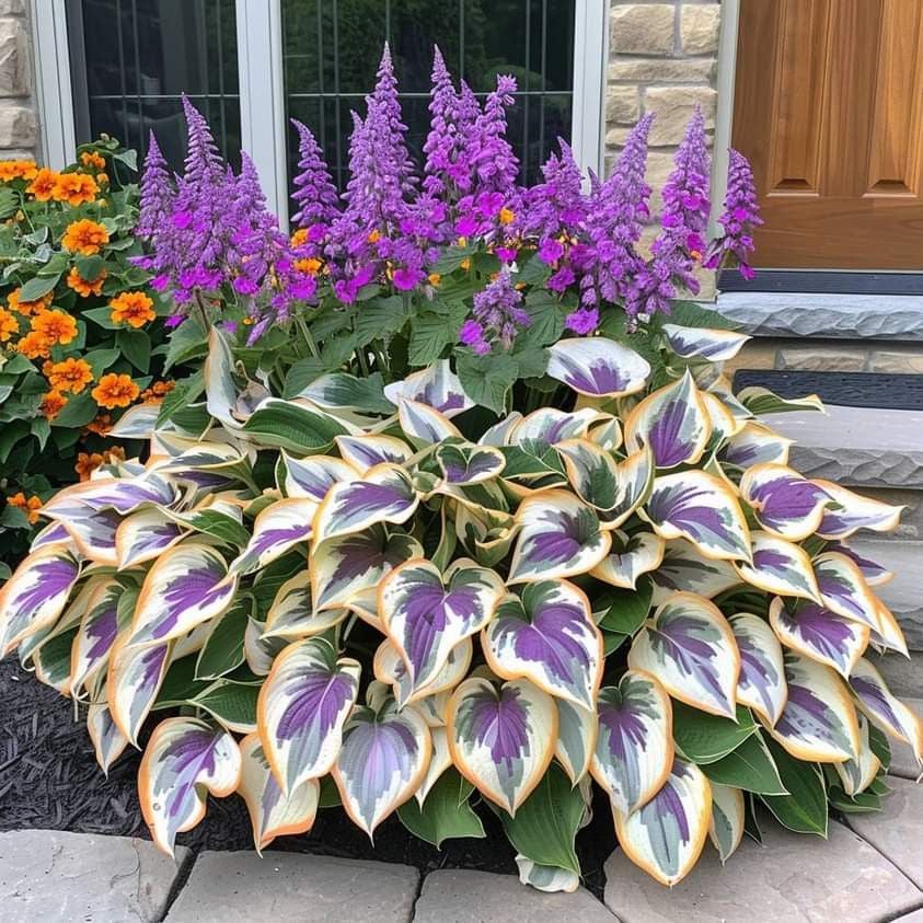 GardenGrace - Lush Hosta Seeds