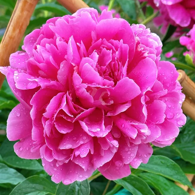 RoyalBloom - Luxurious Peony Flower Seeds | The Queen of Flowers