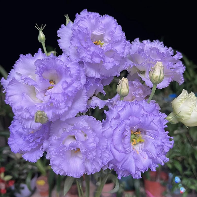 BloomHaven - Elegant Thornless Rose Seeds