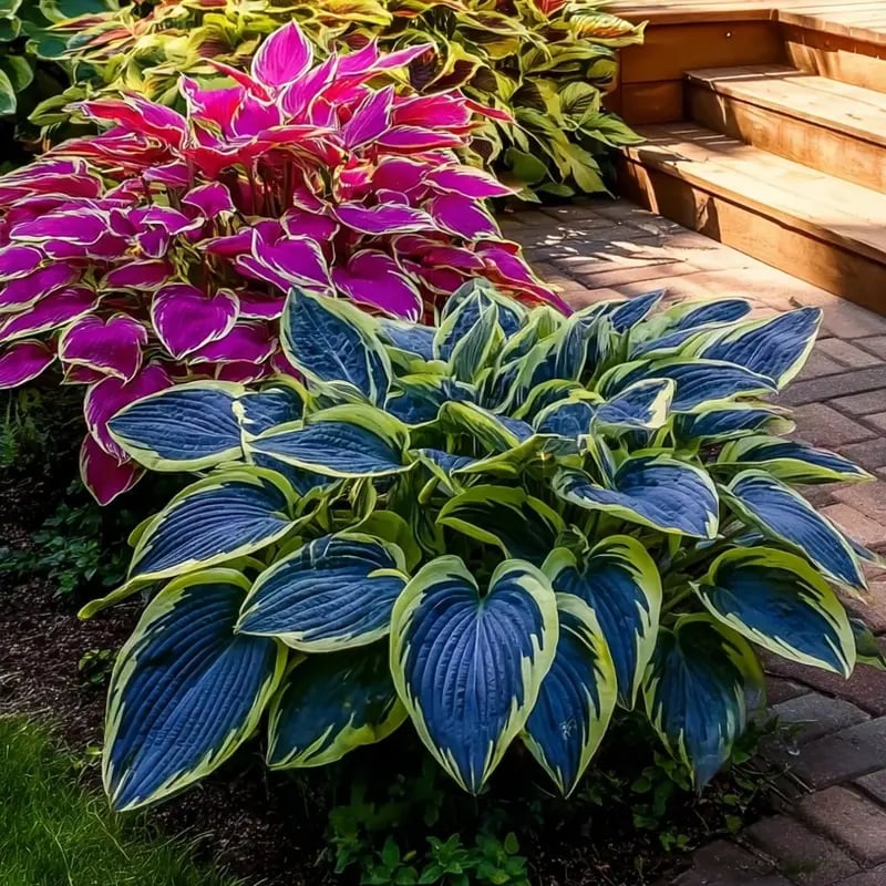 ChicFoliage - Colorful Coleus Seeds for Garden Highlights